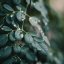 Denní krém na obličej - Moringa Bio
