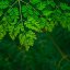 Noční krém na obličej - Moringa Bio