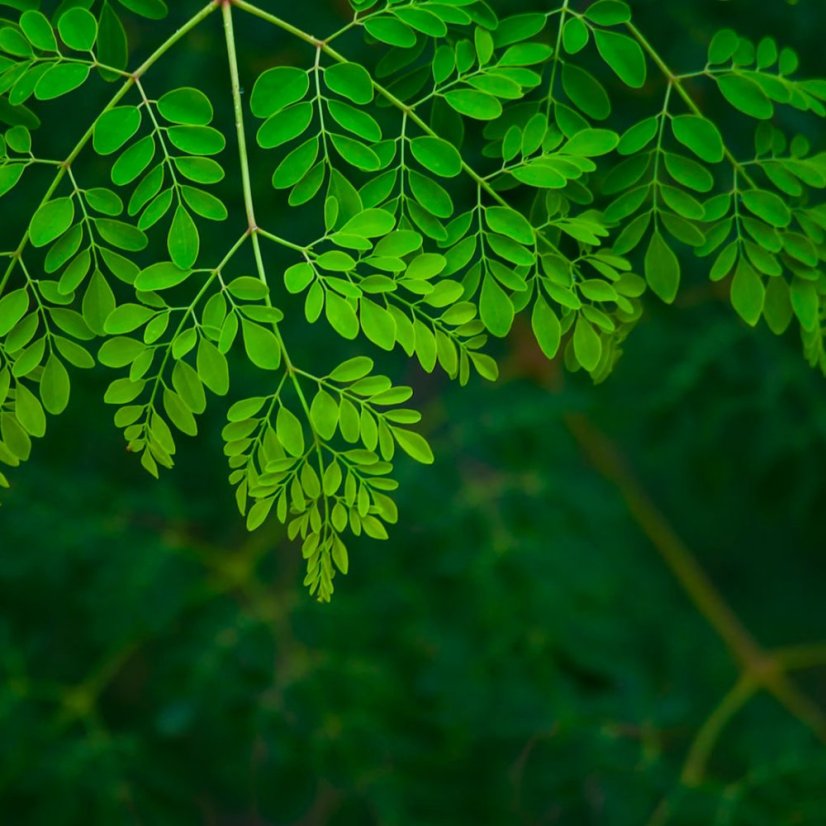 Noční krém na obličej - Moringa Bio