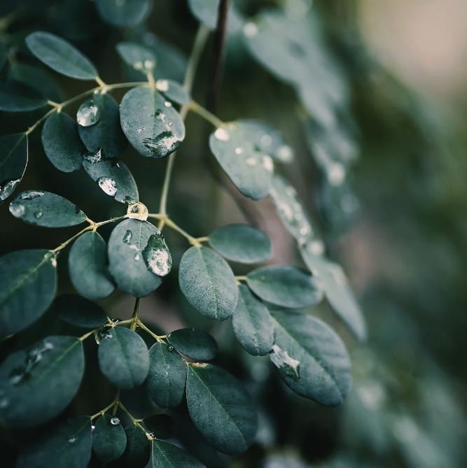 Denní krém na obličej - Moringa Bio